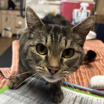 Domestic Short Hair Cats Available for Adoption in Flagstaff, Arizona - Lynx | PetCurious