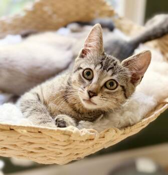 Bix -  Tabby Cat for Adoption in Alameda, California - Bix | PetCurious