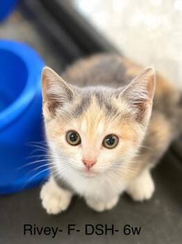 rivey -  Domestic Short Hair Cat for Adoption in Waverly, Tennessee - Rivey | PetCurious