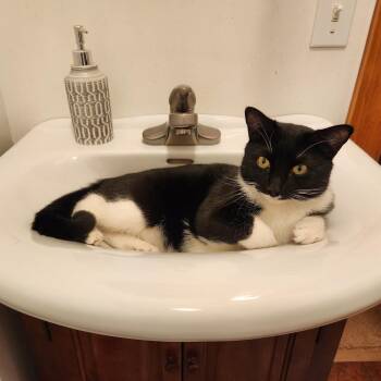 Domestic Short Hair Cats Available for Adoption - Charles Leclerc | PetCurious