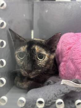 Rescue Tortoiseshell Cats for Adoption in Clarksville, Tennessee - Chupie | PetCurious