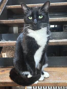 Domestic Short Hair Cats Available for Adoption - Fig | PetCurious