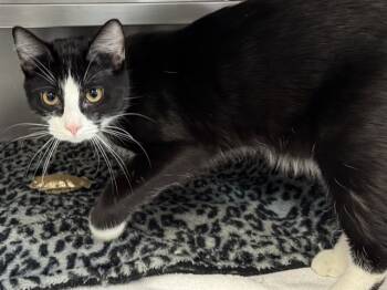 Rescue Domestic Short Hair Cats for Adoption in Ames, Iowa - TUX | PetCurious