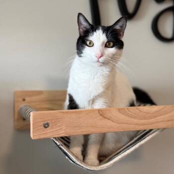 Domestic Short Hair Cats Available for Adoption - Panda | PetCurious