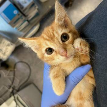 Biscoff Cookie Blizzard -  Domestic Medium Hair Cat for Adoption in Charlottesville, Virginia - Biscoff Cookie Blizzard | PetCurious