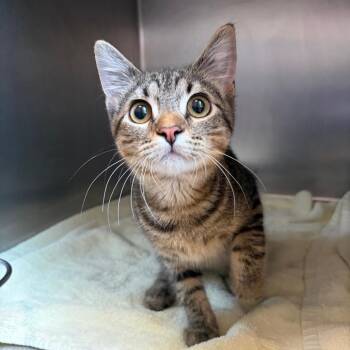 Fievel -  Domestic Short Hair Cat for Adoption in Council Bluffs, Iowa - Fievel | PetCurious