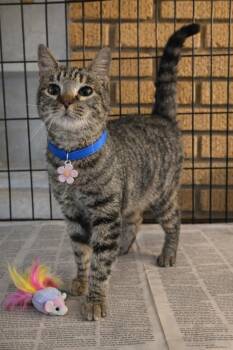 Domestic Short Hair Cats Available for Adoption - Rozza Lynnn | PetCurious