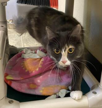Brahma -  Domestic Short Hair and Tortoiseshell Cat for Adoption in Fargo, North Dakota - Brahma | PetCurious