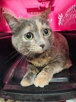 Domestic Long Hair Cats Available for Adoption in Sherwood, Arkansas - Dolly Mae | PetCurious