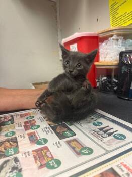 Domestic Short Hair Cats Available for Adoption in Sorrento, Louisiana - Echo | PetCurious
