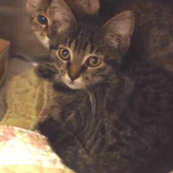 Rachel Berry - Petsmart Belleville -  Domestic Short Hair Cat for Adoption in Belleville, Illinois - Rachel Berry - Petsmart Belleville | PetCurious