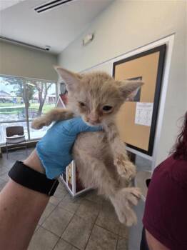 MISKA -  Domestic Short Hair Cat for Adoption in San Antonio, Texas - MISKA | PetCurious