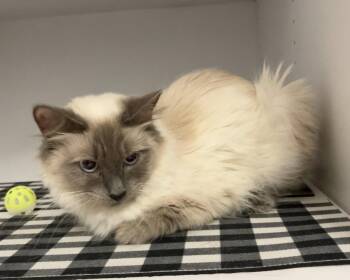 Domestic Long Hair and Siamese Cats Available for Adoption in Dublin, Ohio - Momma Mia - KBC | PetCurious