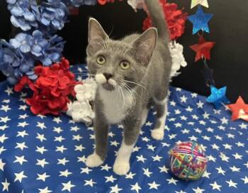 Jemma -  Domestic Short Hair Cat for Adoption in Fayetteville, Georgia - Jemma | PetCurious