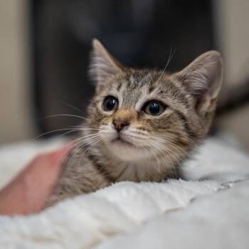 Daisy -  Domestic Short Hair Cat for Adoption in Gainesville, Georgia - Daisy | PetCurious