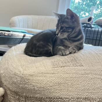 MAPLE -  Domestic Short Hair and Tabby Cat for Adoption in Huntington, New York - MAPLE | PetCurious