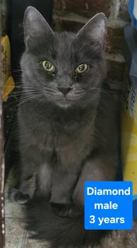 Rescue Domestic Medium Hair Cats for Adoption in Greensburg, Pennsylvania - Diamond | PetCurious