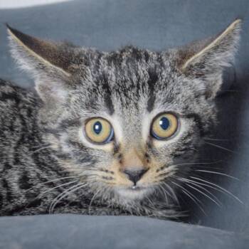 Rescue Tabby and Domestic Short Hair Cats for Adoption in Huntley, Illinois - Carlton | PetCurious