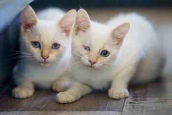 Kenji and Kai -  Siamese and Tabby Cat for Adoption in Lampasas, Texas - Kenji And Kai | PetCurious