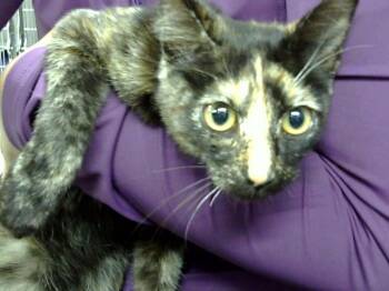 A185788 -  Domestic Short Hair Cat for Adoption in Pasadena, Texas - A185788 | PetCurious