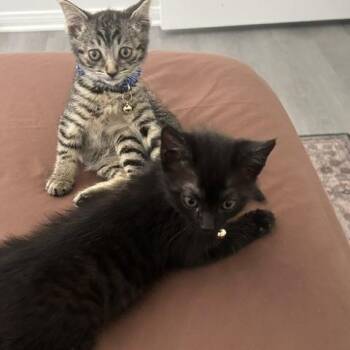 Tiamat & Haku -  Domestic Short Hair Cat for Adoption in Los Angeles, California - Tiamat & Haku | PetCurious