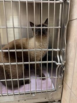 Rescue Siamese and Domestic Short Hair Cats for Adoption in Farmers Branch, Texas - 59835625 | PetCurious