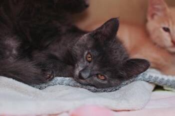 93762a Tris-Petco North Charleston -  Domestic Short Hair Cat for Adoption in North Charleston, South Carolina - 93762a Tris-Petco North Charleston | PetCurious