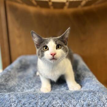 Chip--In Foster -  Domestic Short Hair Cat for Adoption in Fargo, North Dakota - Chip--In Foster | PetCurious