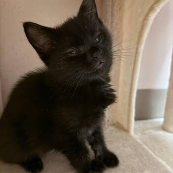 Domestic Short Hair Cats Available for Adoption in Middlebury, Vermont - Jive | PetCurious