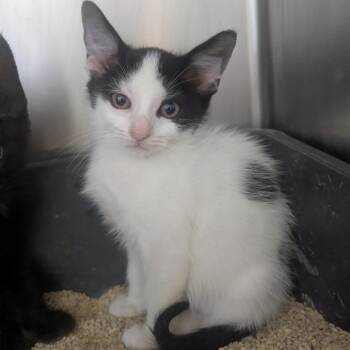 Canyon -  Domestic Short Hair Cat for Adoption in Evansville, Indiana - Canyon | PetCurious
