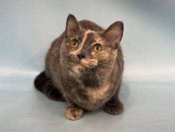 Chicken Nugget -  Domestic Short Hair Cat for Adoption in Minneapolis, Minnesota - Chicken Nugget | PetCurious