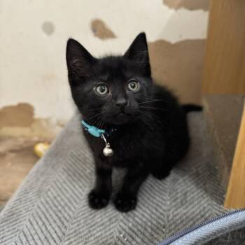 Mantis -  Domestic Short Hair Cat for Adoption - Mantis | PetCurious