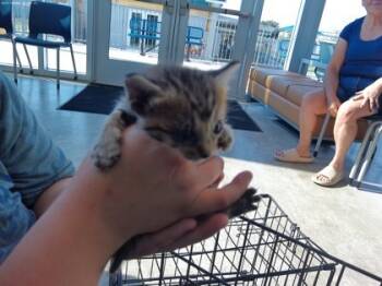 Rescue Domestic Short Hair Cats for Adoption in Fort Worth, Texas - 59352512 | PetCurious