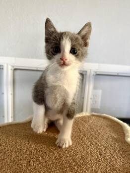 Odysseus -  Domestic Short Hair Cat for Adoption in Austin, Texas - Odysseus | PetCurious