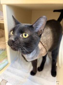 Jonathan -  Domestic Short Hair Cat for Adoption in Westland, Michigan - Jonathan | PetCurious