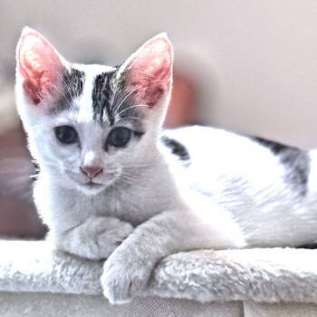 Rescue Domestic Short Hair Cats for Adoption in Rutherfordton, North Carolina - Mouse | PetCurious