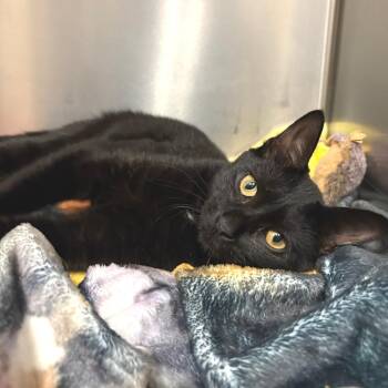 Momo -  Domestic Short Hair Cat for Adoption in East Hampton, New York - Momo | PetCurious
