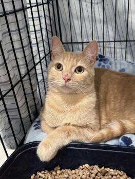 Aslan -  Domestic Short Hair Cat for Adoption in Lake Grove, New York - Aslan | PetCurious