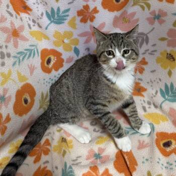 Tequila -  Domestic Short Hair Cat for Adoption in Anderson, South Carolina - Tequila | PetCurious