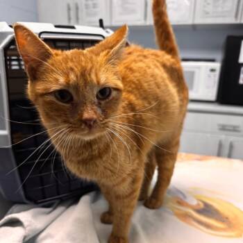 Domestic Short Hair Cats Available for Adoption in Riverside, California - CeeCee | PetCurious
