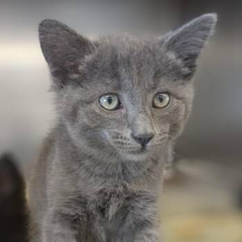 Nibbles -  Domestic Short Hair Cat for Adoption in Medford, Oregon - Nibbles | PetCurious