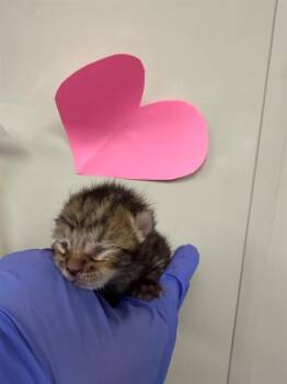 IN FOSTER -  Domestic Short Hair Cat for Adoption in Ontario, California - IN FOSTER | PetCurious