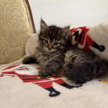 Maine Coon and Domestic Long Hair Cats Available for Adoption in San Tan Valley, Arizona - Sweetie | PetCurious