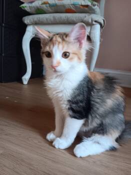 Rescue Domestic Medium Hair Cats for Adoption in Chicago, Illinois - Zinnia (bonded With Cosmos) | PetCurious