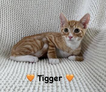Tigger -  Domestic Short Hair Cat for Adoption in Copley, Ohio - Tigger | PetCurious