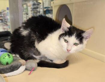 Tibby -  Domestic Short Hair Cat for Adoption in Ruskin, Florida - Tibby | PetCurious
