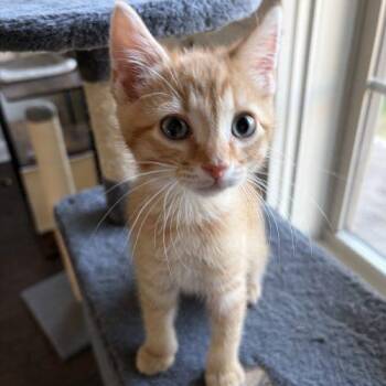 Domestic Short Hair Cats Available for Adoption in Knoxville, Tennessee - Conrad | PetCurious