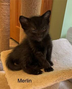 Merlin -  Domestic Short Hair Cat for Adoption in Dorr, Michigan - Merlin | PetCurious