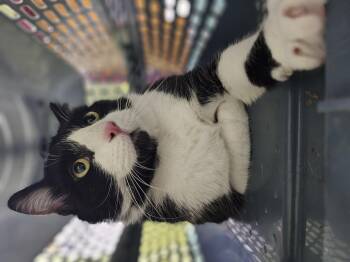 Tuxedo Sam -  Domestic Short Hair Cat for Adoption in Dayton, Ohio - Tuxedo Sam | PetCurious