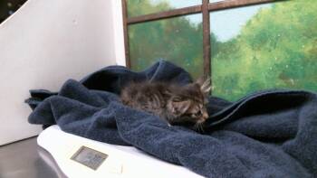JAMIE -  Domestic Short Hair Cat for Adoption in Houston, Texas - JAMIE | PetCurious